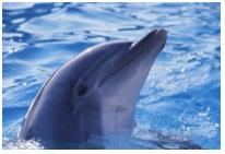 дельфин.jpg